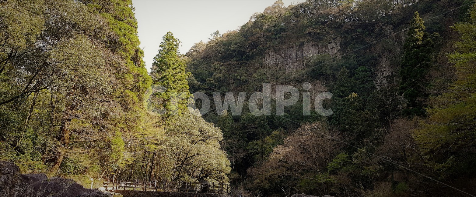 산,나무,자연,계절,가을,일본,japan,nature,green,다카치호협곡,자연,풍경,nature,landscape,해외,외국,세계,foreign,oversea,world,세계자연풍경,해외자연풍경,외국자연풍경,world nature landscape,tree,plant,식물,fir,전나무,abies,아비