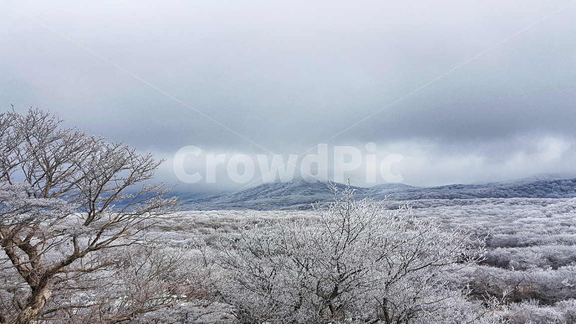 제주도,한라산,1100고지,한라산1100고지,설경,눈꽃,겨울,자연,옥외,눈,nature,outdoors,snow,풍경,겨울풍경,겨울,계절,winter,season,자연,풍경,nature,landscape