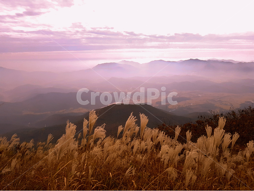 억새,구름,오서산,하늘,풍경,가을,가을,계절,fall,autumn,season,자연,풍경,nature,landscape,한국자연풍경,한국자연경관,korea nature landscape,plant,식물,grass,잔디,lawn
