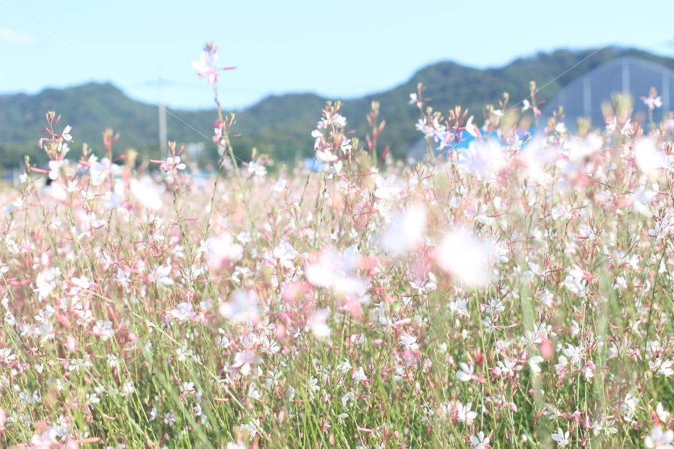 꽃,자연,풍경,아웃포커싱,클로즈업,식물,자연,plants,nature,꽃,flower