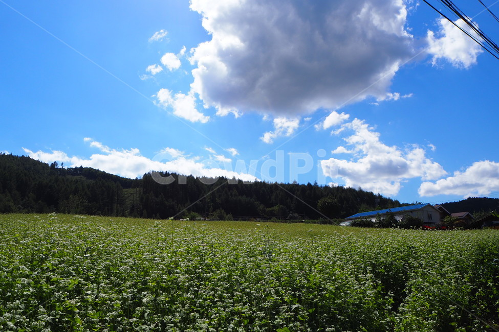 하늘,맑음,푸르름,sky,강원도,대관령,가을,fall,일상,색감,emotion,daily,sensible,feeling,healing,snap,스냅,landscape,감성사진,자연,풍경,nature,landscape,outdoors,옥외,field,들,grassland,목초지