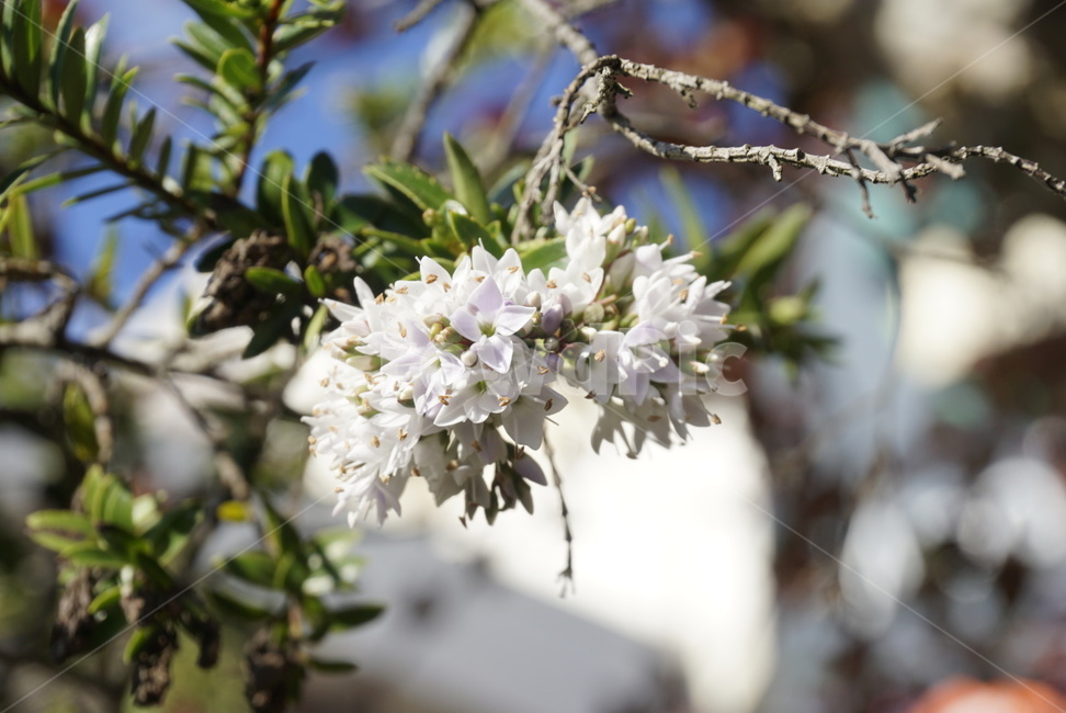 꽃,봄,자연,식물,햇살,식물,자연,plants,nature,꽃,flower