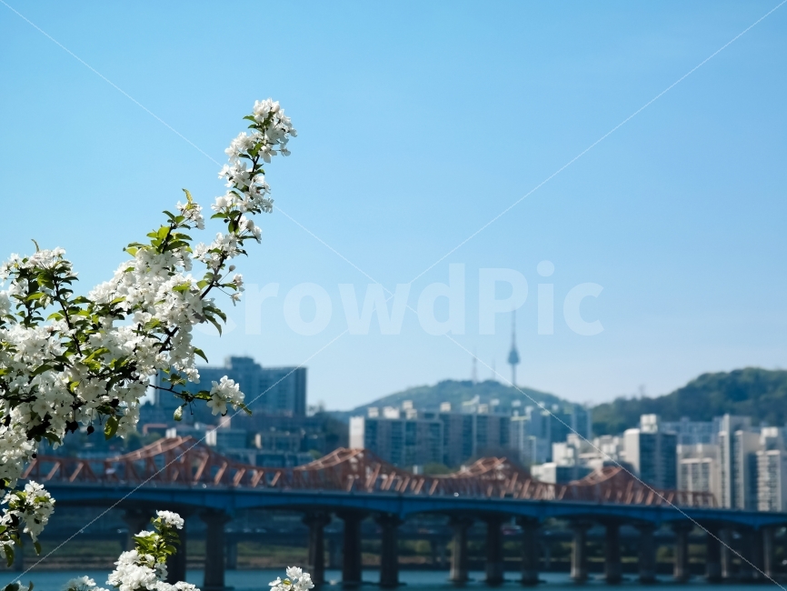 한강,봄,여름,꽃,흰색,화이트,다리,시원함,맑음,봄,계절,spring,season,도시,풍경,city,landscape,식물,자연,plants,nature,꽃,flower,plant