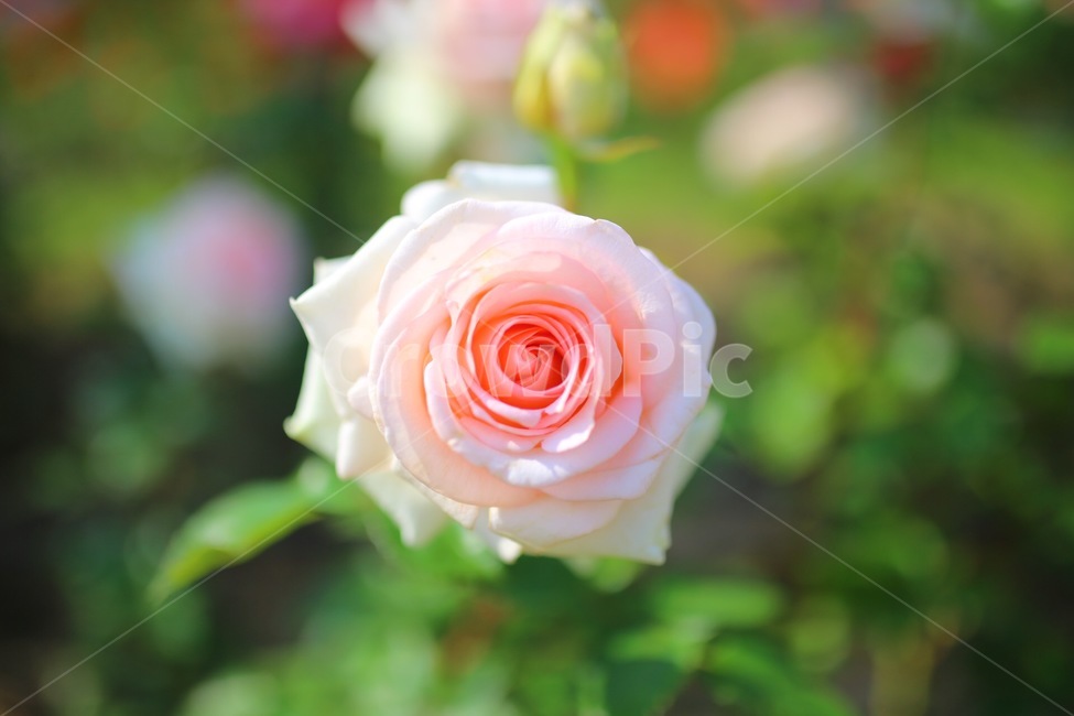 장미,꽃,가을,로즈,핑ㅋ,식물,자연,plants,nature,꽃,flower