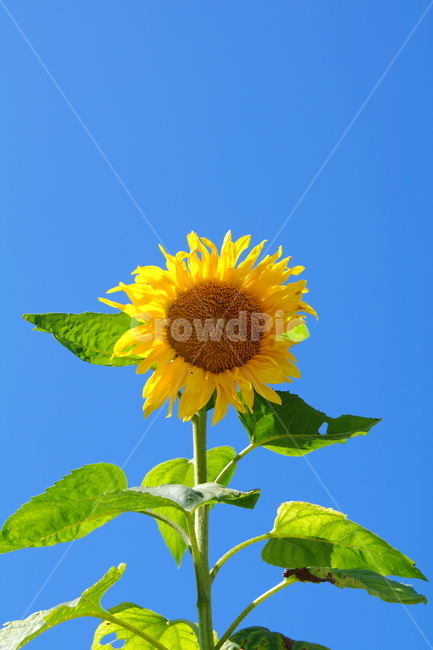 plant,식물,blossom,flower,꽃,해바라기,선플라워,식물,자연,plants,nature,꽃,flower