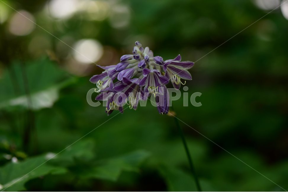 일월비비추,야생화,식물,자연,여름,생태,꽃,힐링,플라워,wildflower,flower,plants,nature,season,감성,느낌,emotion,feeling,여러해살이풀,백합과,비비추속,식물,자연,plants,nature,꽃,flower