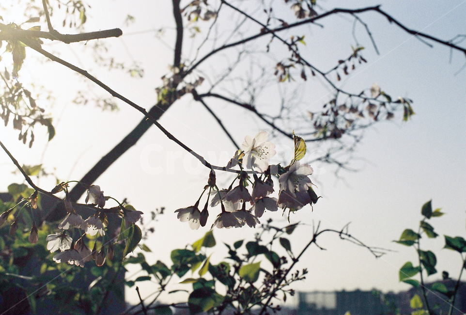 벚꽃,벚나무,cherryblossom,봄,4월,꽃,식물,자연,풍경,꽃잎,나무,sakura,spring,flower,계절,봄,계절,spring,season,식물,자연,plants,nature,꽃,flower,감성,sensible,feeling,휴식,힐링,rest,relaxation,healing