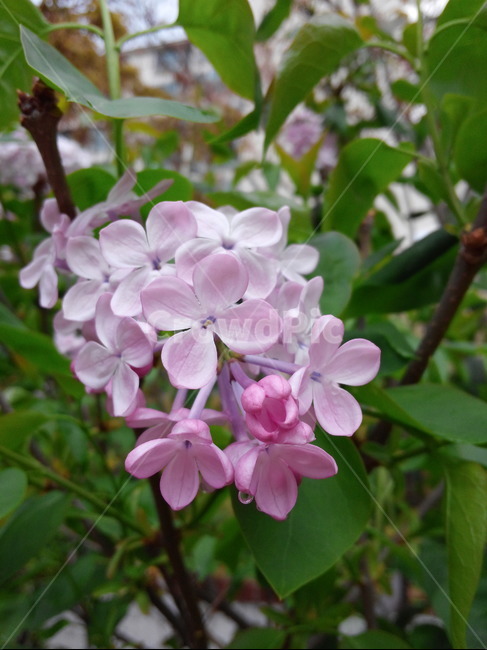 라일락,꽃,식물,봄,향기,봄꽃,흔한꽃,주변식물,식물,자연,plants,nature,꽃,flower