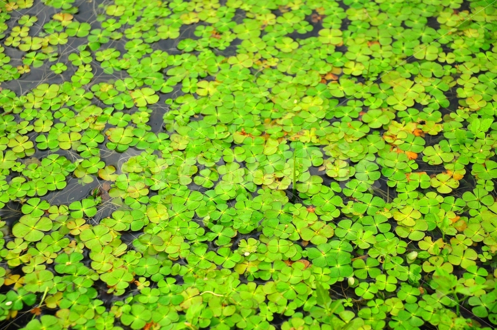 구리,한강시민공원,공원,연못,네잎클로버,클로버,행운,잎,물,park,pond,fourleafclover,clover,luck,leaves,식물,자연,plants,nature