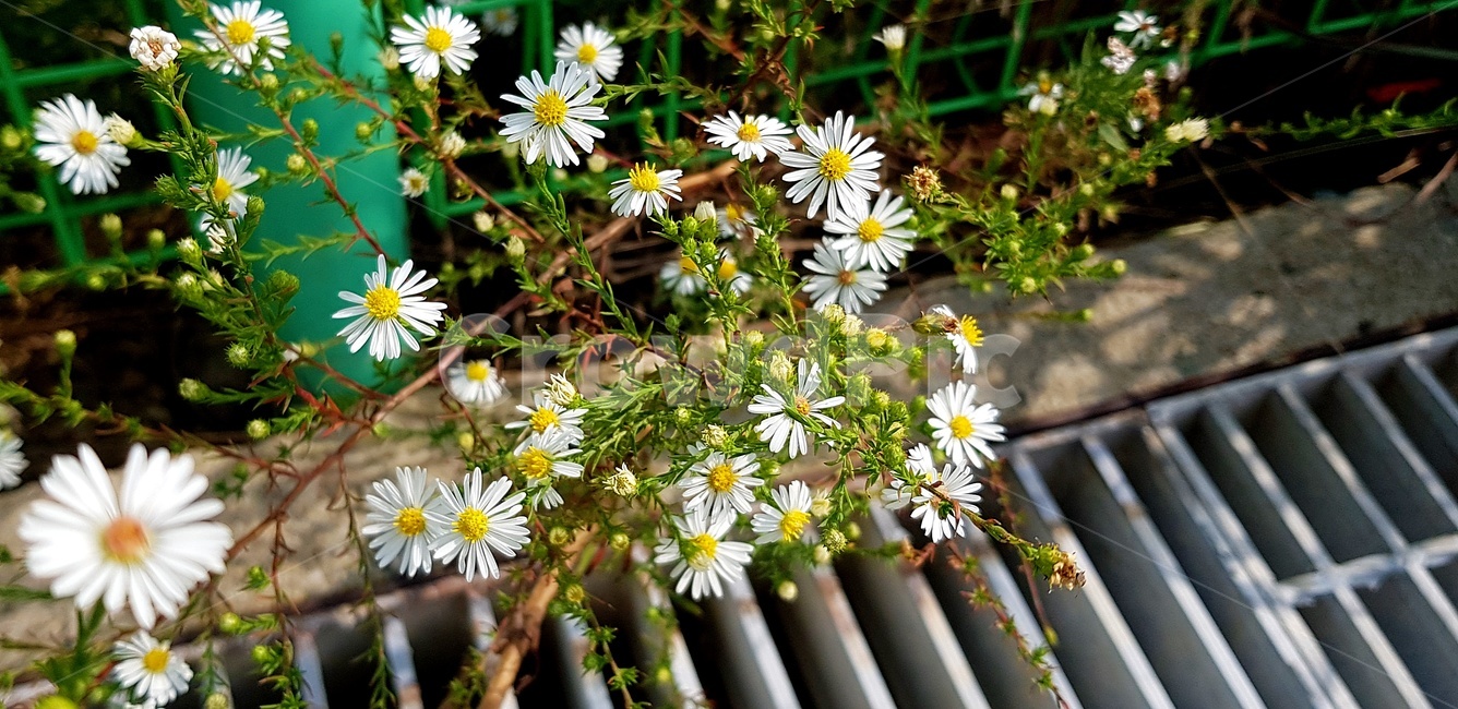 꽃,작은꽃,하얀꽃,개망초꽃,자연,식물,하수구,식물,자연,plants,nature,꽃,flower