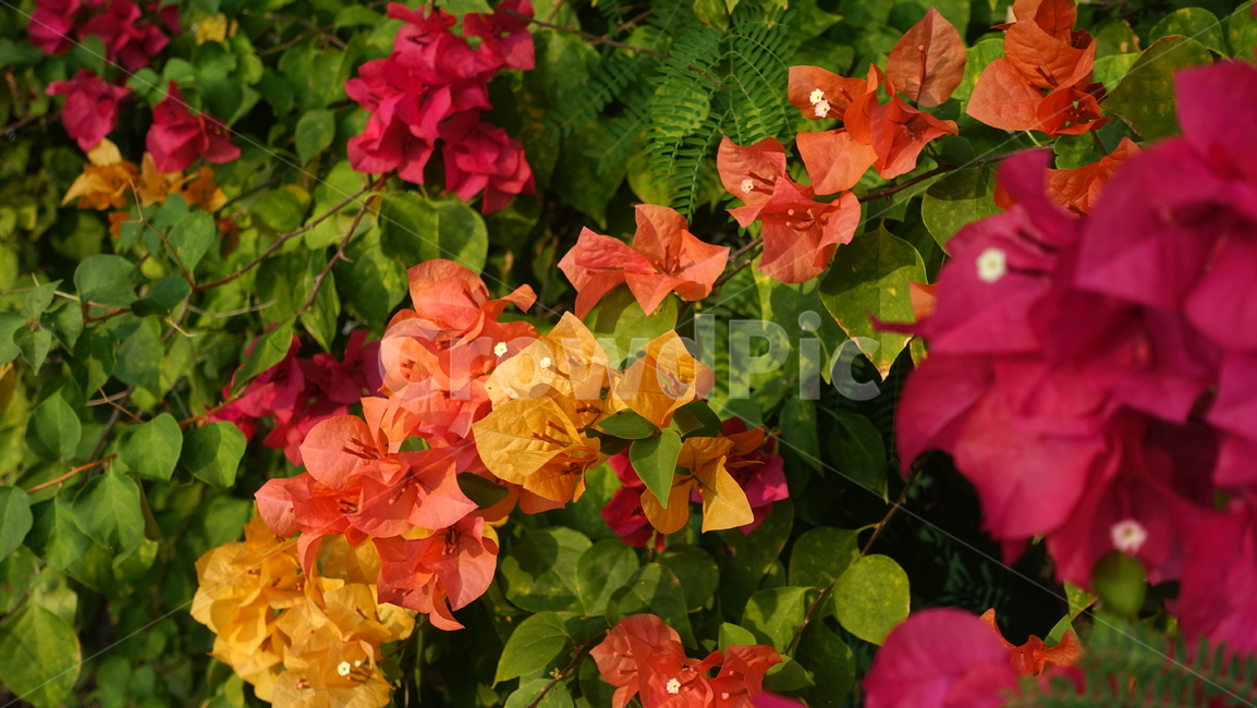 꽃,flower,붉은꽃,주황색꽃,노란꽃,red