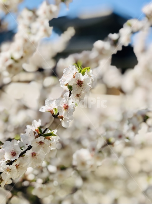 꽃,벚꽃,blossom,flower,plant,식물