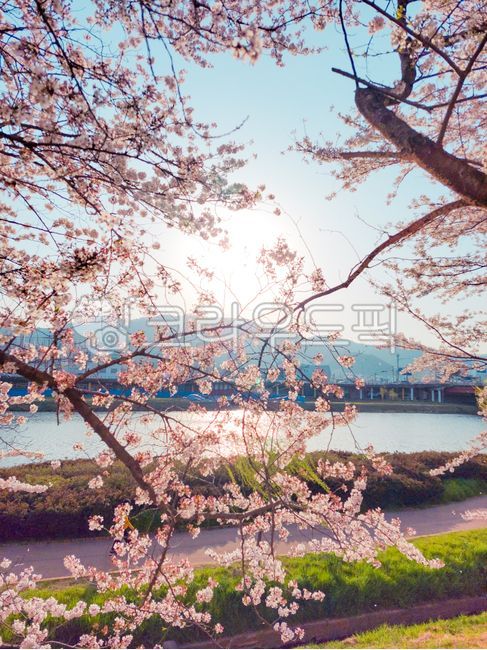 cherry blossom,spring,sky,cherry blossom tree,nature,cherry blossom,blue sky,spring,season,nature,landscape,pink,pink,season,blue sky,tree branch,flower,sky,pink,riverside,park,park scenery,cherry blossom scenery photo