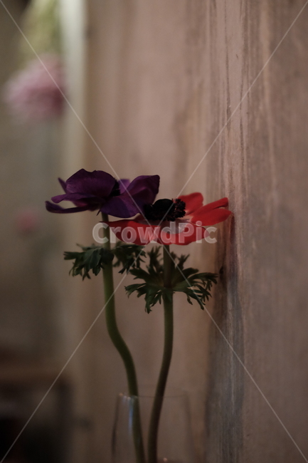 꽃,감성사진,벽,flowers,wall
