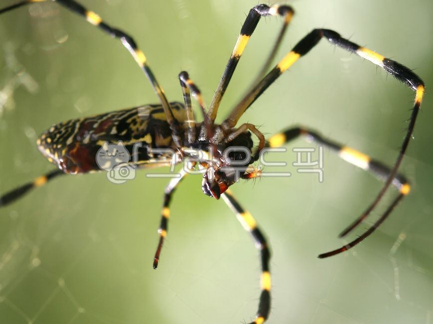 nature,insect,pattern,spider