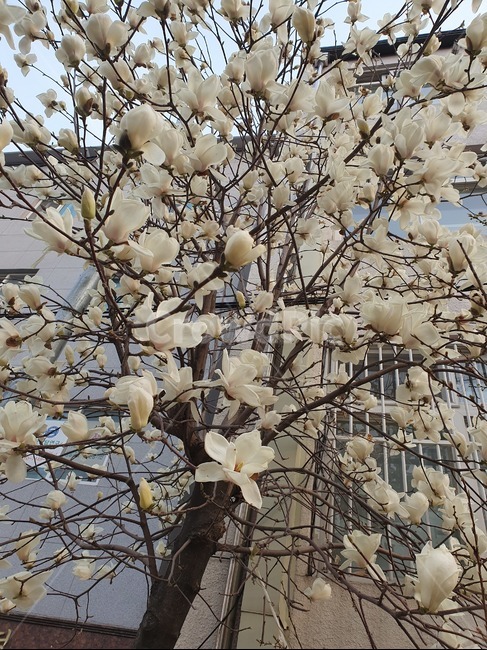 꽃,벚꽃,매화,흰꽃,꽃송이가,봄,계절,spring,season,plant,식물