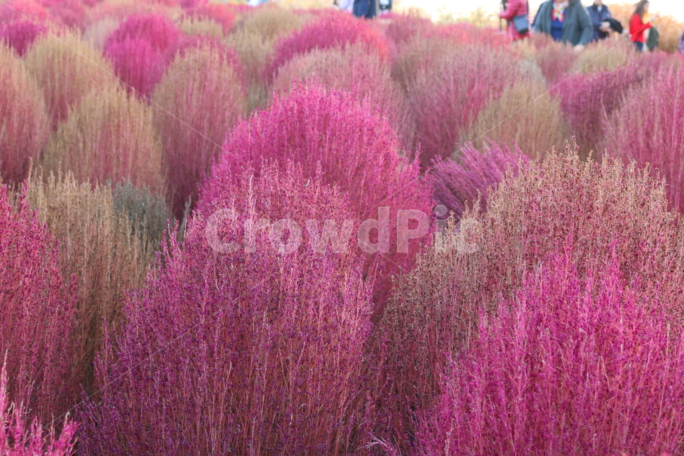 댑싸리,꽃댑싸리,식물,자연,대싸리,가을,가을,계절,fall,autumn,season,plant