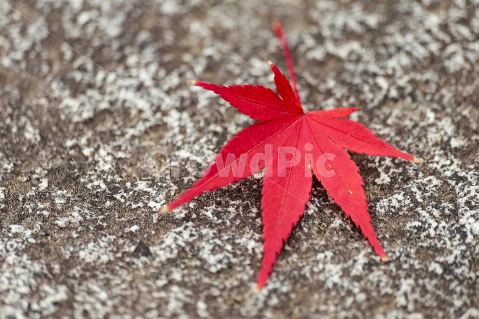 plant,식물,leaf,잎,tree,나무,단풍,단풍잎,자연,가을,접사,가을,계절,fall,autumn,season,식물,자연,plants,nature