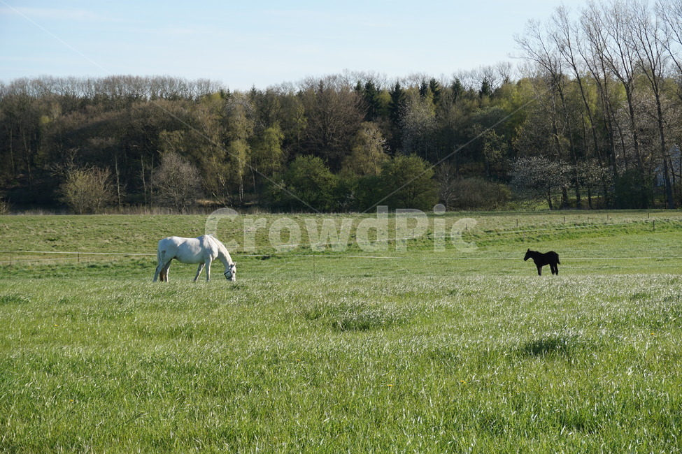 말,숲,초원,잔디,horse,forest,grass,감성,감성사진,sensible,feeling,동물,animal,포유류,mammal,산업,industry,industrial,목축업,목장,livestock farming,ranching,pasture