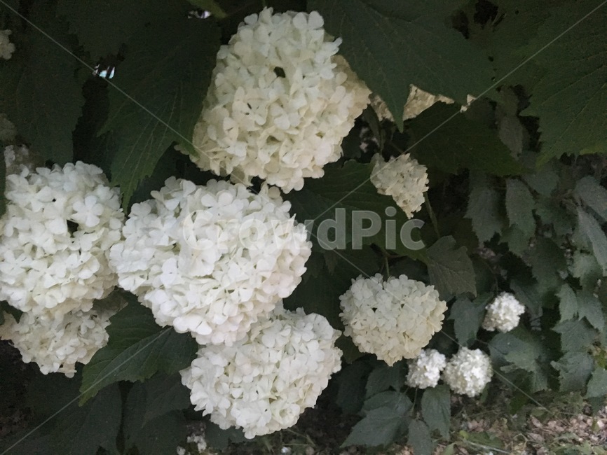 수국,꽃,flower,white,hydrangea