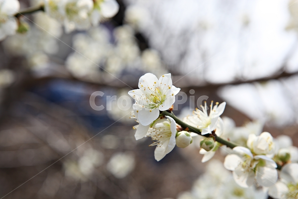 매화꽃,매화,꽃,꽃잎,봄꽃,봄,공원,식물,자연,식물,자연,plants,nature,꽃,flower