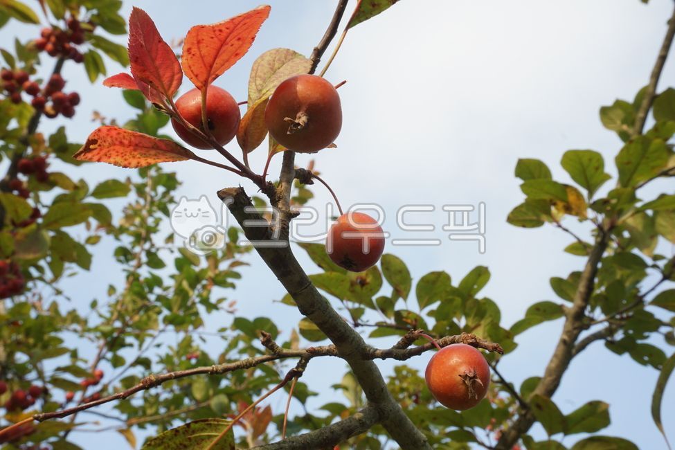 미니사과,아기사과,돌사과,fruit,과일