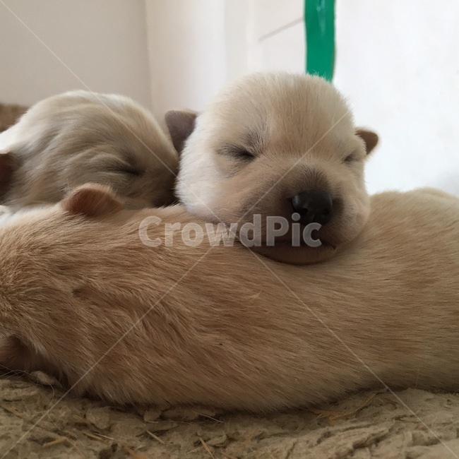 새끼강아지,아기강아지,dog,sleep,잠자는강아지,눈감고있는,강아지,동물,animal,포유류,mammal,개,강아지,dog,doggy