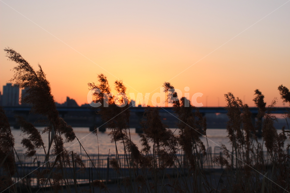 일몰,갈대,감성,한강,물결,도시,풍경,city,landscape,한국도시풍경,한국도시경관,korea cityscape,식물,자연,plants,nature,감성,sensible,feeling,plant,grass,잔디,lawn