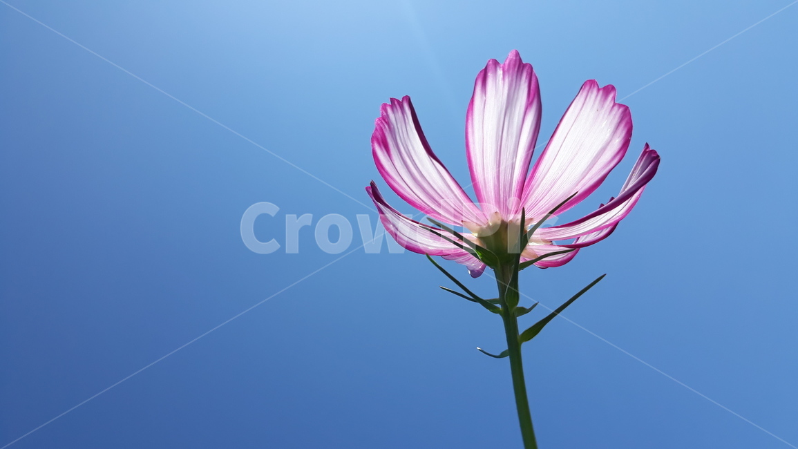 꽃,코스모스,가을,가을하늘,가을꽃,plant,식물,flower,감성사진,계절,자연,nature,색감,color,가을,계절,fall,autumn,season,식물,자연,plants,nature,꽃,flower,daisy,데이지,daisies,blossom