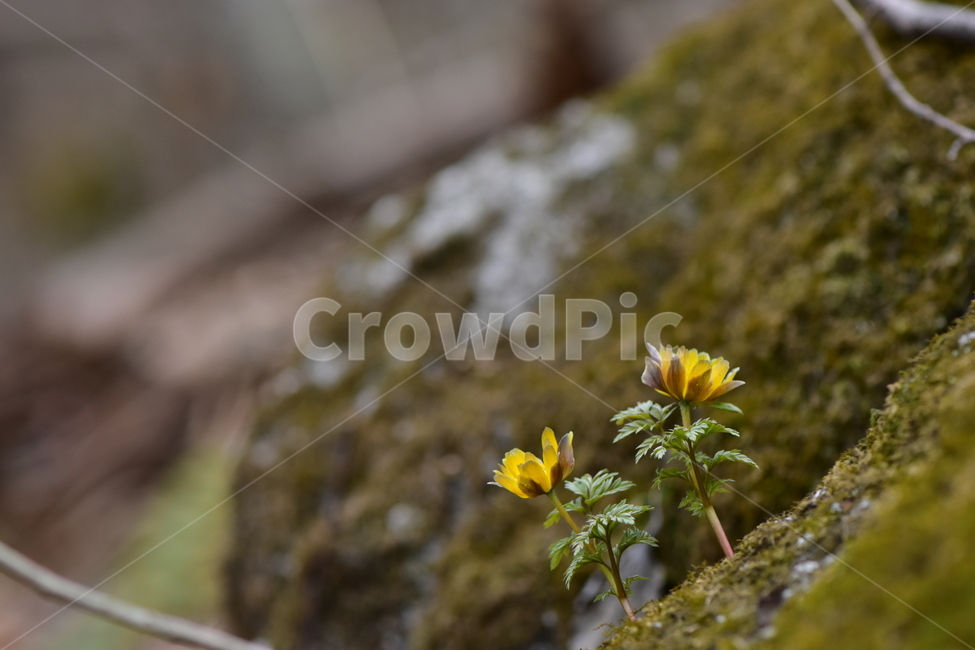 복수초,애기복수초,야생화,봄,꽃,풀꽃,자연,식물,식생,plants,nature,spring,season,flower