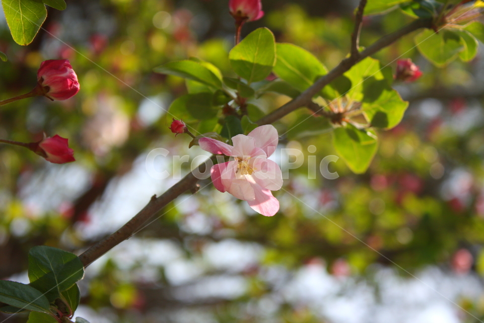 식물,꽃,plant,flower,blossom,식물,자연,plants,nature,꽃,flower