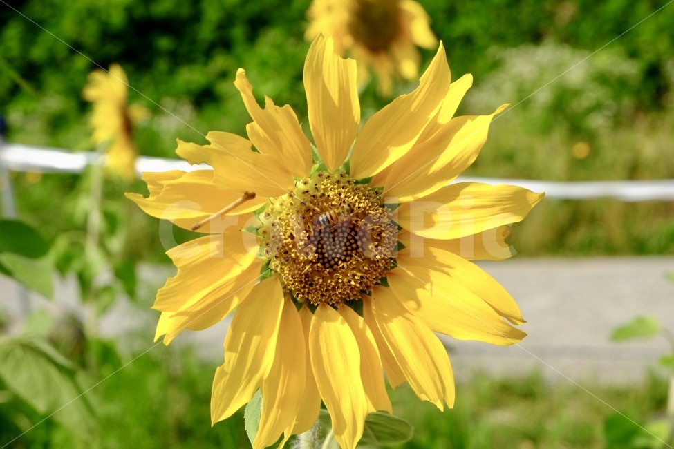 해바라기,꽃,꽃밭,자연,식물,동식물,여름,계절,summer,season,식물,자연,plants,nature,꽃,flower,plant