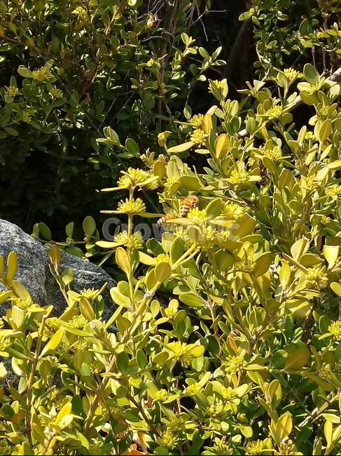 나무,나무가지,나무줄기,식물,treetrunk,plant,tree,outdoors,자연,회양목,koreanboxtree,벌