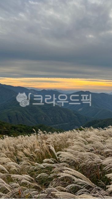 갈대, 자연, 산, 억새풀, 가을, 사진,이미지,일러스트,캘리그라피 - 깜밍작가