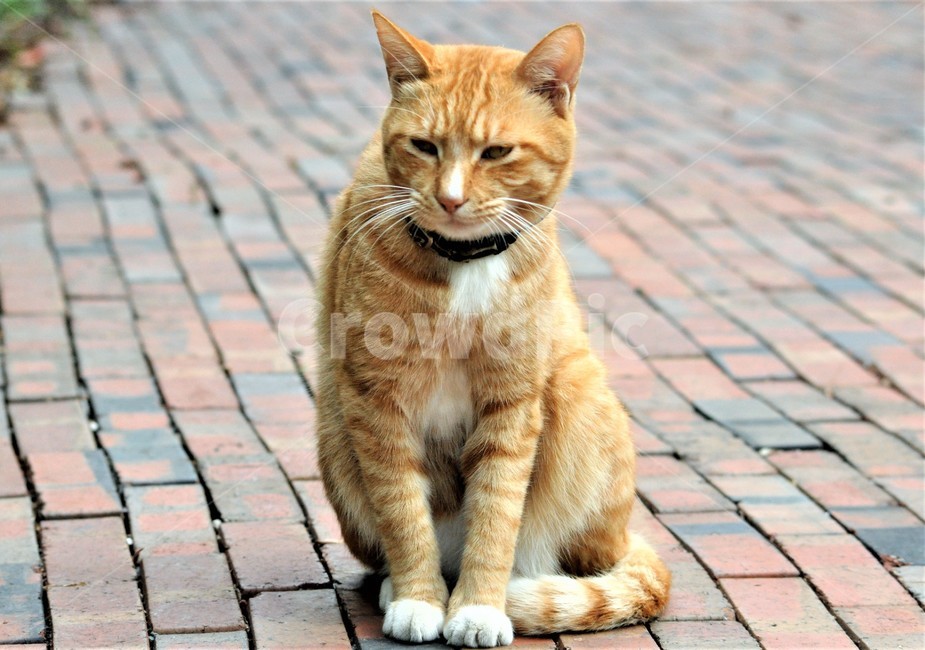 고양이,초롱이,집고양이,생동감,자연,사냥본능,동물,animal,포유류,mammal,고양이,cat,kitten,kitty
