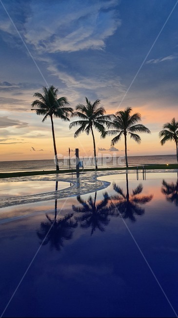 sunset,해변,노을,색감,야자수,여름,역광,물,그림자,여름,계절,summer,season,식물,자연,plants,nature,나무,trees,wood