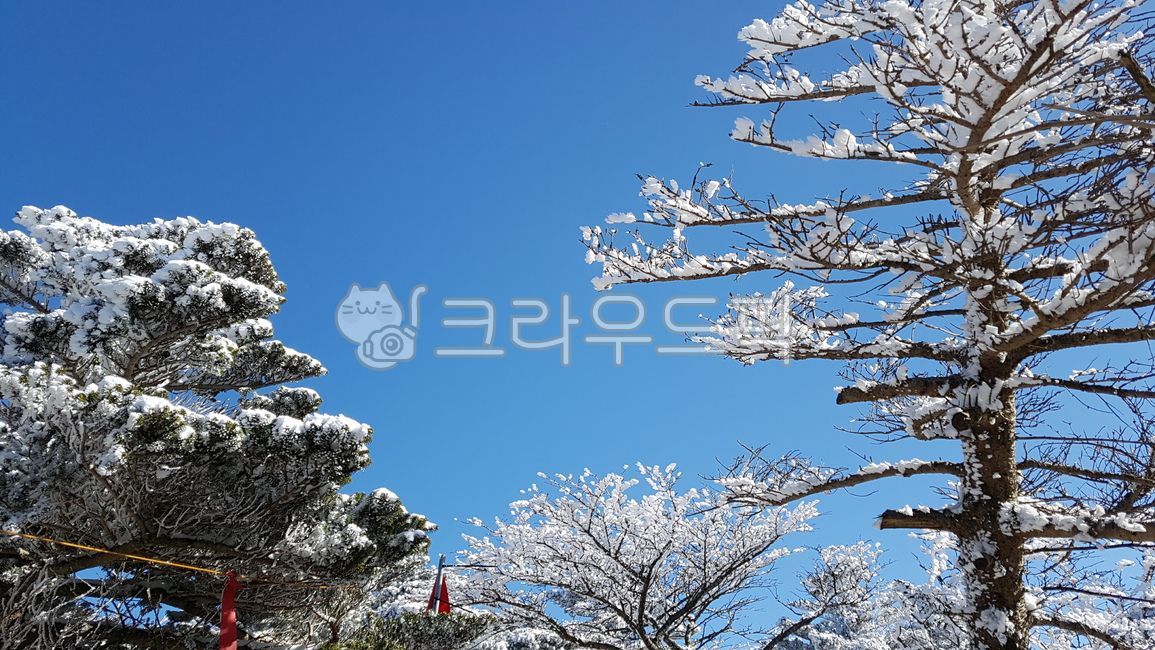 제주도,한라산,설산,눈오는날,눈내리는풍경,눈