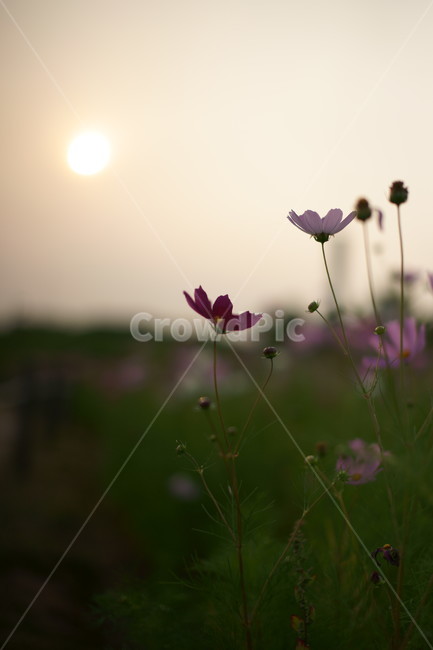 태양,노을,꽃,가을,하늘공원