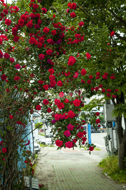 장미,넝굴장미,꽃길,식물,꽃,식물,자연,plants,nature,꽃,flower