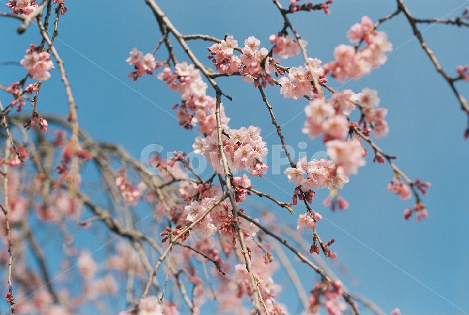 봄,벚꽃,나무,spring,cherryblossom,fm2,봄,계절,spring,season,식물,자연,plants,nature,꽃,flower,plant,blossom