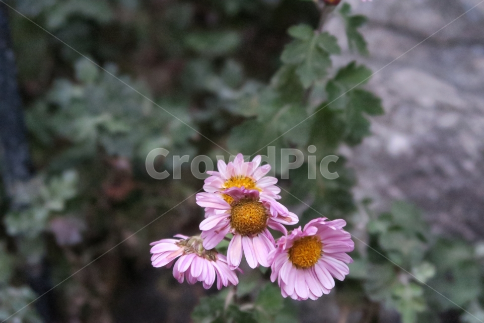 flower,color,beautiful,꽃,꽃사진,식물,자연,plants,nature,꽃,flower