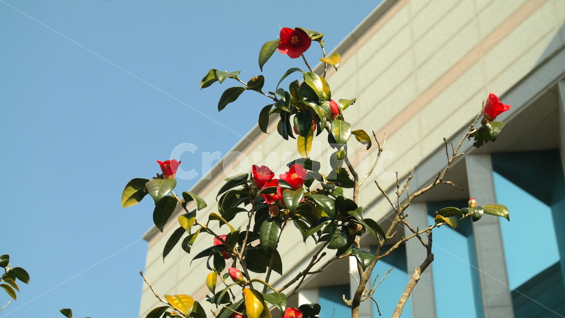 동백꽃,꽃,flower,plant,식물,감성,자연,하늘,빨간꽃,동백,camelliaflower