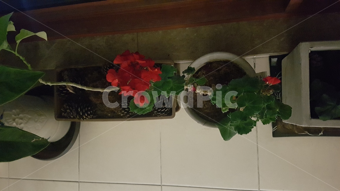 plant,식물,leaf,베란다,잎