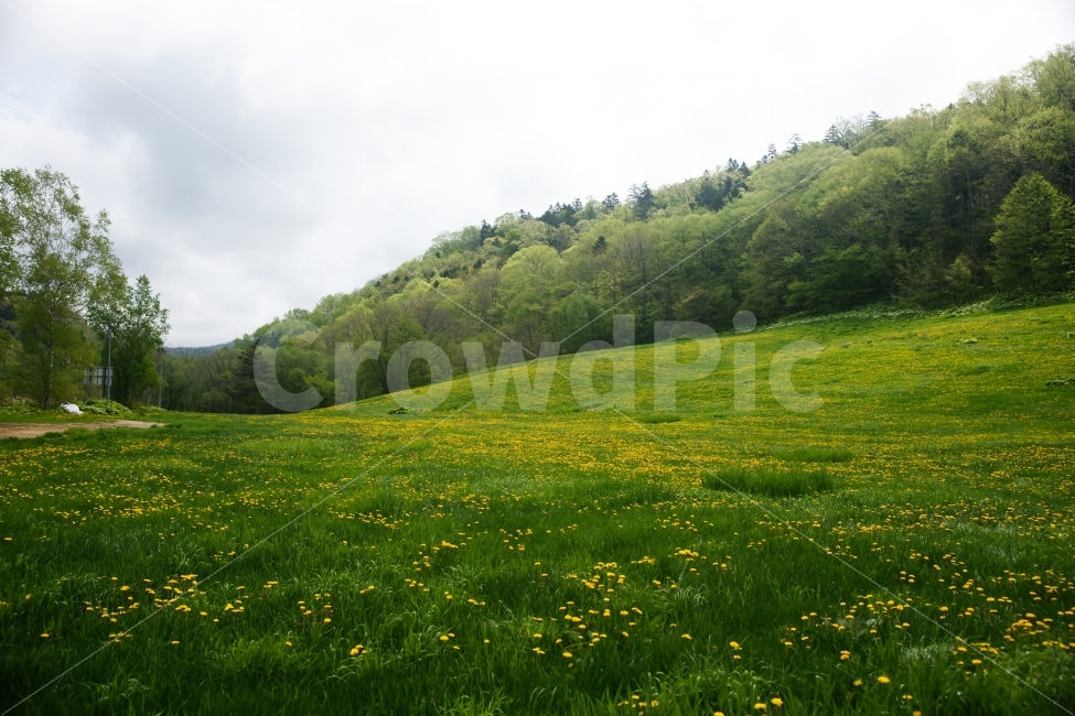 봄,꽃동산,민들래,노랑색,녹색,새싹,구름,자연,풍경,nature,landscape,봄,계절,spring,season,field,들,outdoors,옥외,grassland,목초지