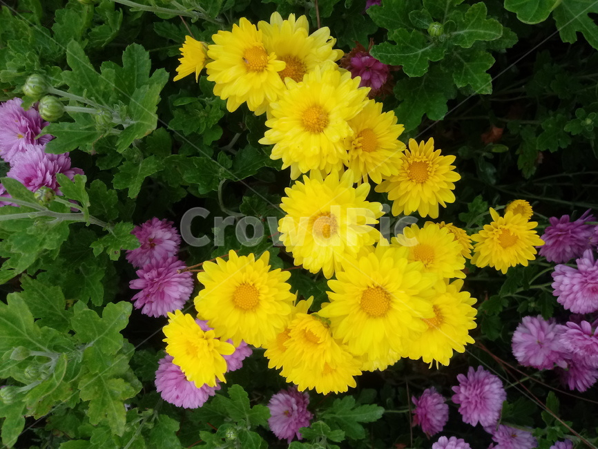 꽃,식물,국화,소국,plant,blossom,가을꽃,꽃,flower