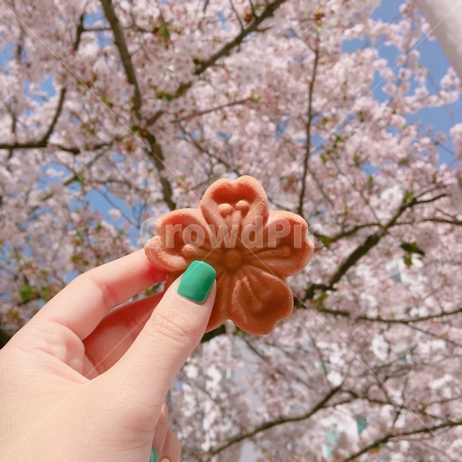 꽃,flower,blossom,cherryblossom,벚꽃,진해,군항제,벚꽃빵,빵