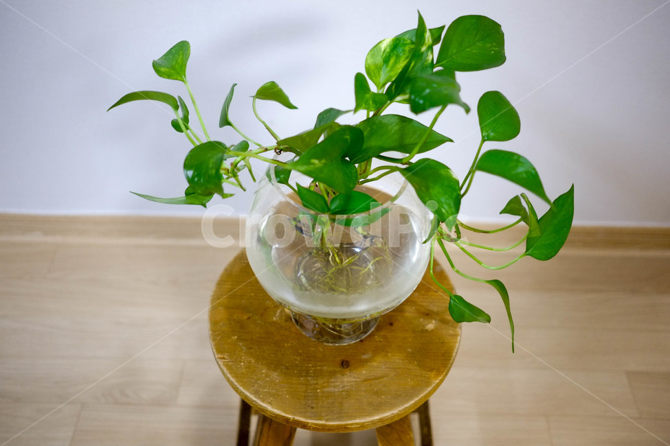식물,화분,인테리어,디자인,초록,풀,녹색,식물,자연,plants,nature,실내용화초,화분,화초,house plant