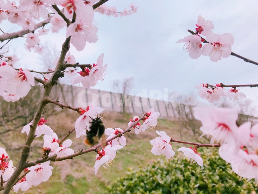 봄,벚꽃,사랑,분홍,핑크,하늘,봄,계절,spring,season,plant,식물,blossom,꽃,flower