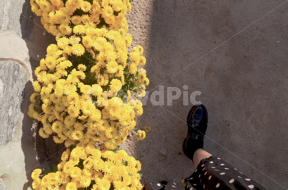 감성,감성사진,국화,가을,꽃,flower,식물,자연,plants,nature,꽃,flower,사람,인물,인간,human,person,신체일부,몸,body,여성,여자,woman,female,lady,감성,sensible,feeling