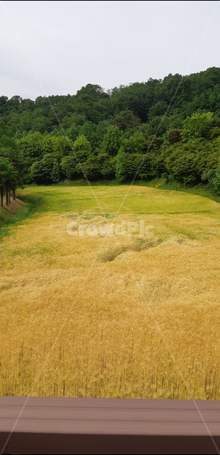 가을,들판,보리,밀,황금색들판